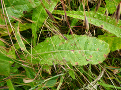 Ramularia inaequalis