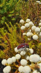 Trichostetha capensis