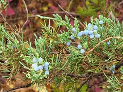 Juniperus excelsa