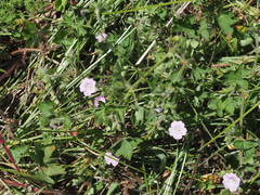 Geranium wakkerstroomianum