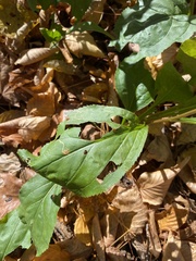 Solidago arguta
