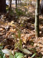 Solidago arguta