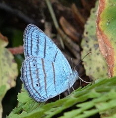 Caeruleuptychia