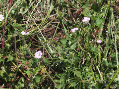 Geranium wakkerstroomianum