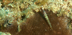 Eviota pictifacies