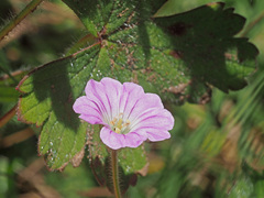 Geranium wakkerstroomianum