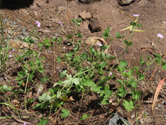 Geranium wakkerstroomianum