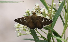 Apyrrothrix araxes