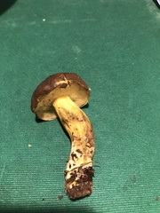 Xerocomellus pruinatus