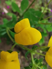 Calceolaria
