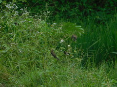 Lonchura leucogastroides