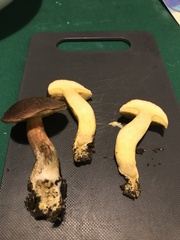 Xerocomellus pruinatus