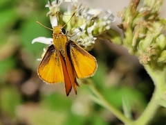 Copaeodes aurantiaca