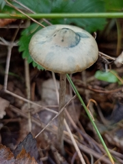 Psilocybe serbica