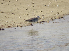 Pluvialis squatarola