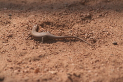 Trachylepis wahlbergii