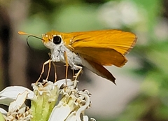 Copaeodes aurantiaca