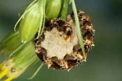 Tenthredo bipunctula