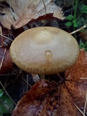 Psilocybe serbica