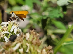 Copaeodes aurantiaca