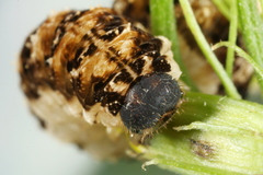 Tenthredo bipunctula