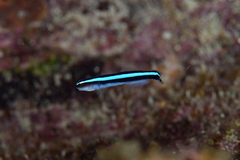 Elacatinus oceanops