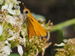 Copaeodes aurantiaca