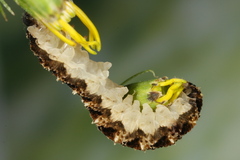 Tenthredo bipunctula