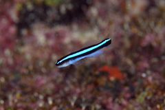 Elacatinus oceanops