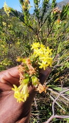 Gnidia oppositifolia