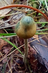 Psilocybe serbica
