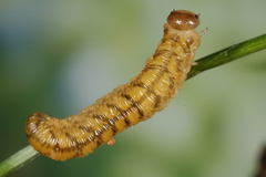 Tenthredo bipunctula