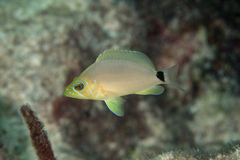 Hypoplectrus unicolor