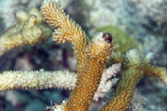 Acropora cervicornis