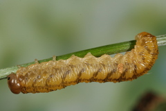 Tenthredo bipunctula