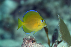 Acanthurus coeruleus