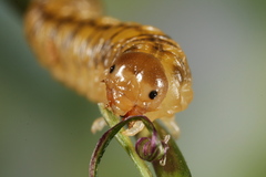 Tenthredo bipunctula