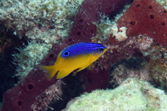 Stegastes xanthurus