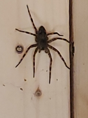 Dolomedes tenebrosus