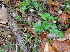 Psilocybe serbica