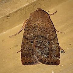 Sericaglaea signata