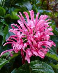 Justicia carnea