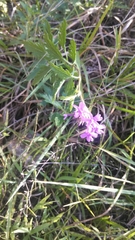 Glandularia canadensis