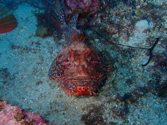 Scorpaena scrofa