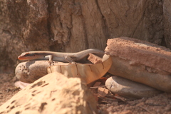 Trachylepis wahlbergii