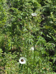 Hibiscus trionum