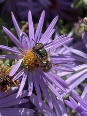 Copestylum marginatum