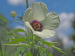 Hibiscus trionum