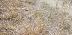 Bothriochloa ischaemum