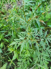 Bidens subalternans